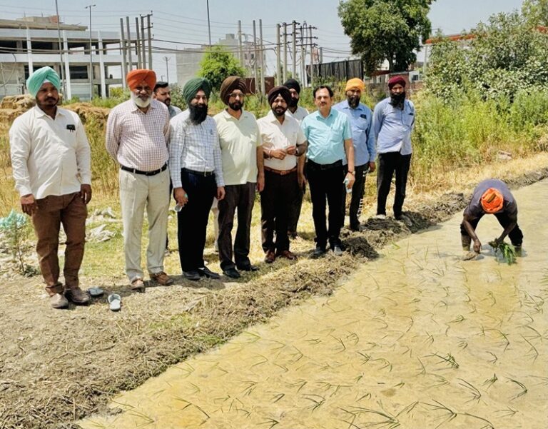 15 June PN Agriculture paddy transplanting (1)