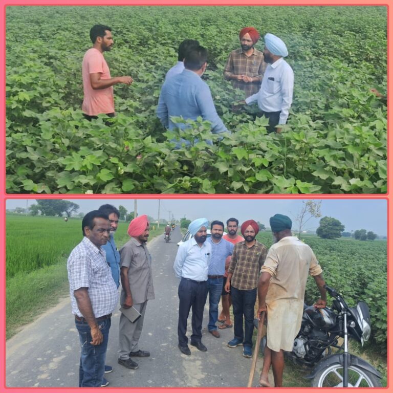 WhatsApp Image 2024-08-14 at 11.55.02 AM