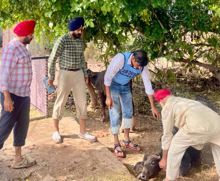 WhatsApp Image 2025-09-07 at 2.49.07 PM (1) - Copy