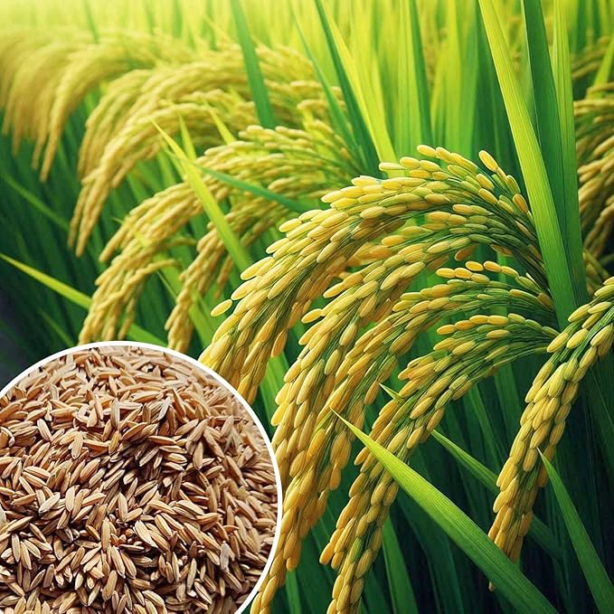 71okzexbnkl._sx679_ (1)